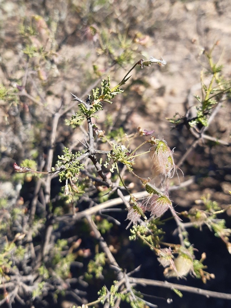 Adesmia bedwellii photo 3