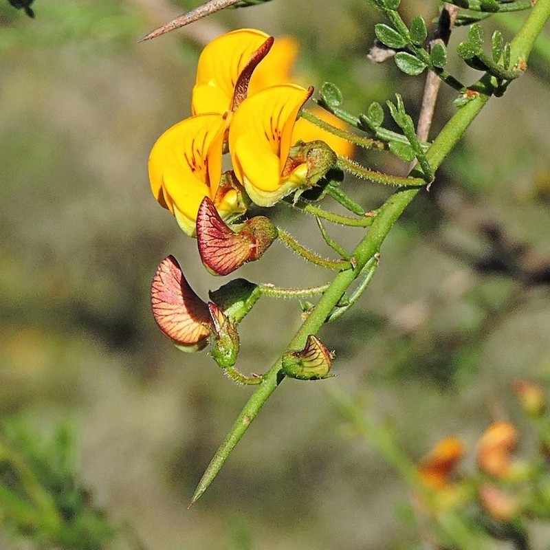 Adesmia bedwellii photo 4