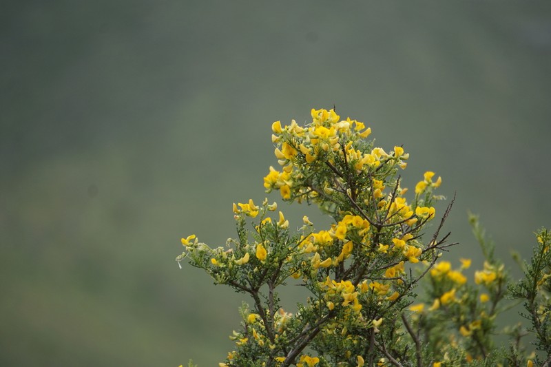 Adesmia bedwellii photo 5