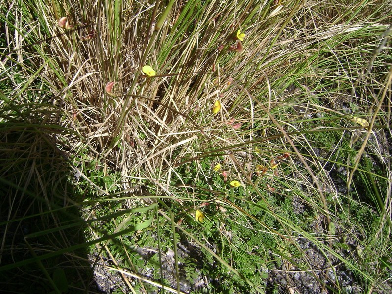 Alverjilla photo 3