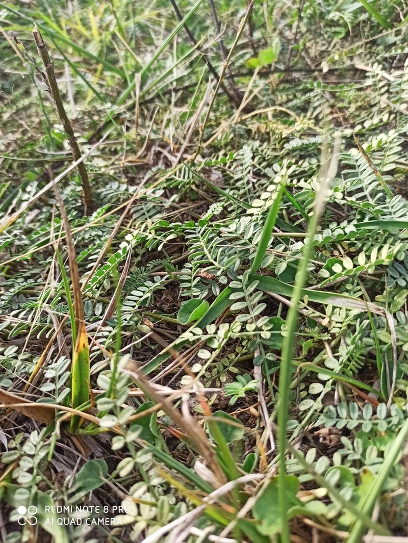 Adesmia bicolora photo 3