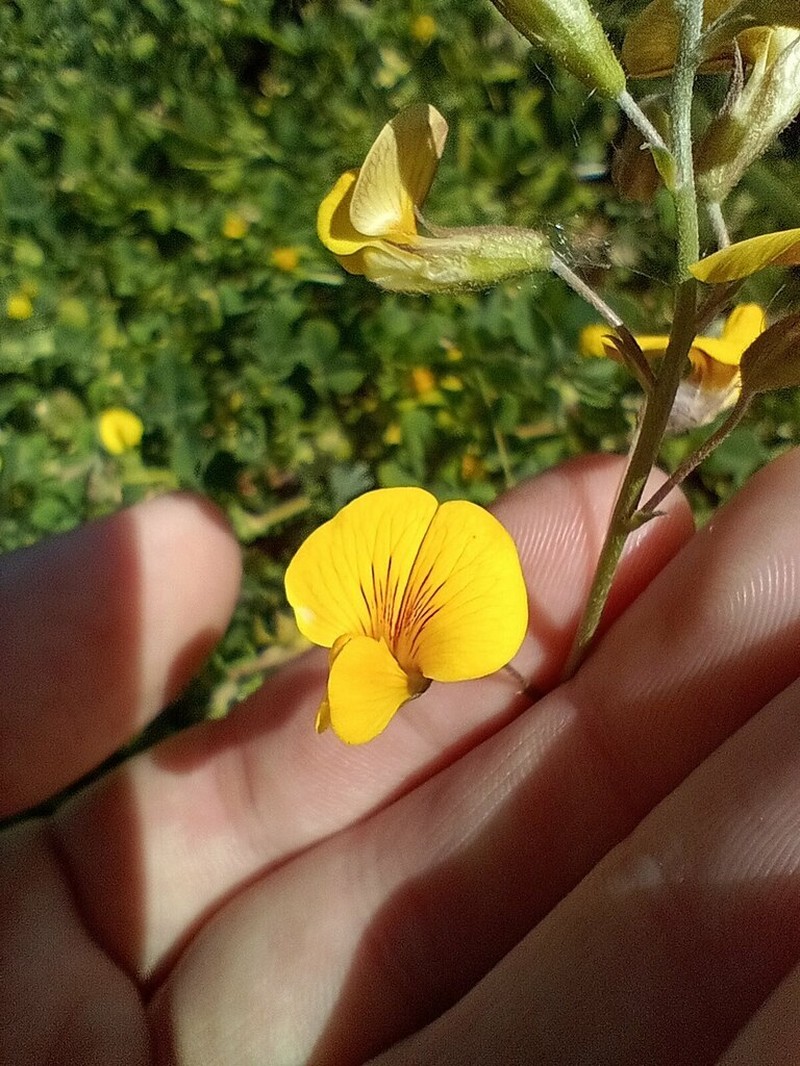 Adesmia bicolora photo 8