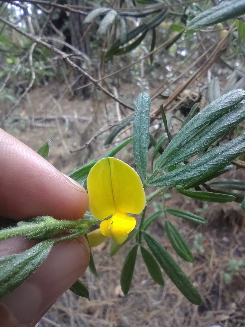 Adesmia bijuga