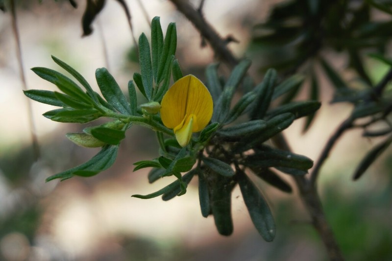 Adesmia bijuga photo 2