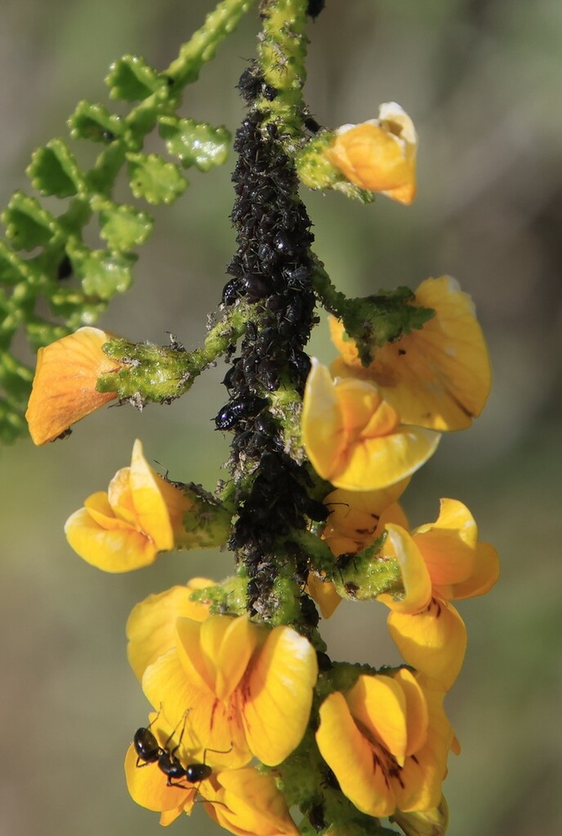 Adesmia boronioides