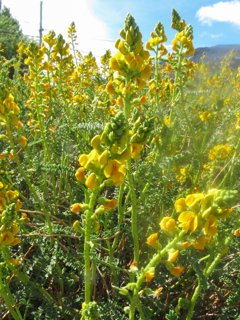 Adesmia boronioides photo 2