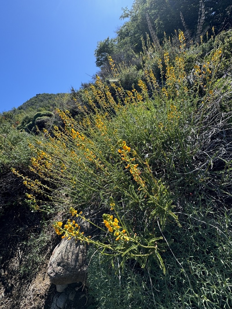 Adesmia boronioides photo 3