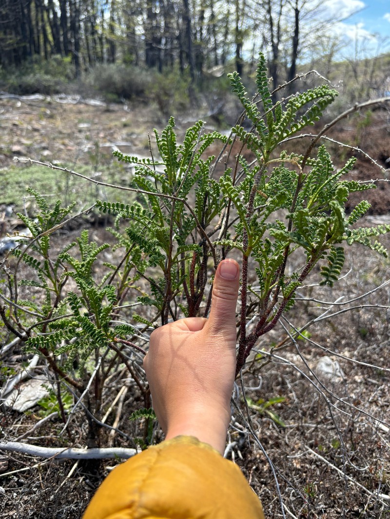Adesmia boronioides photo 4