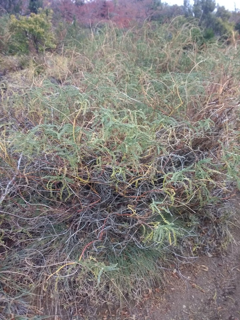 Adesmia boronioides photo 5