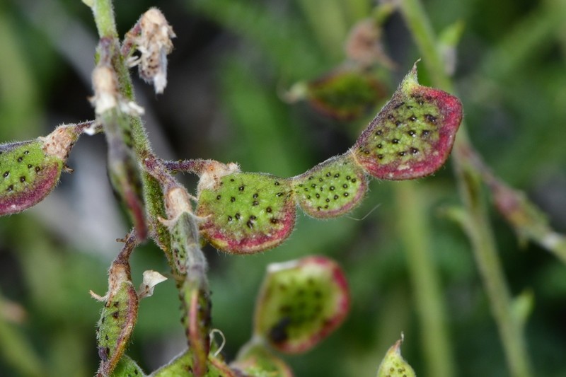 Adesmia boronioides photo 6