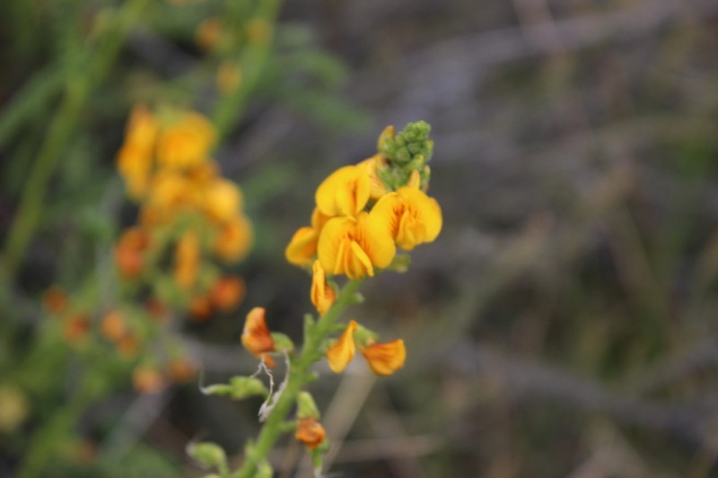 Adesmia boronioides photo 7