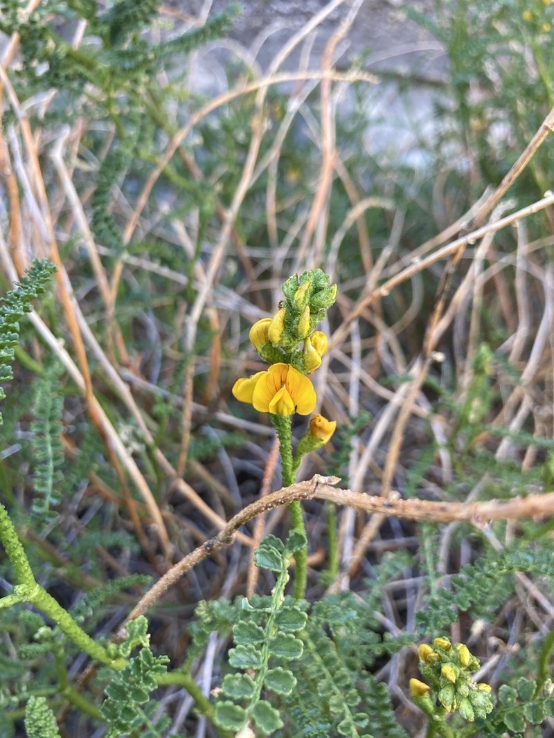 Adesmia boronioides photo 8