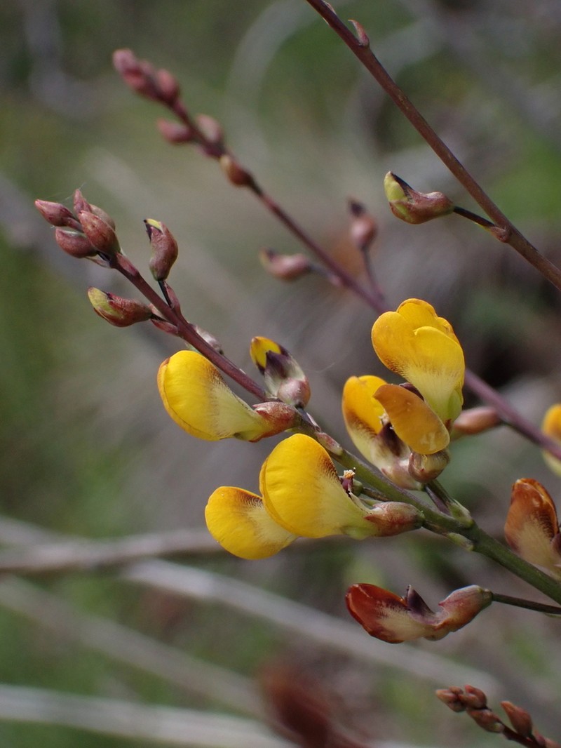 Adesmia brachysemeon