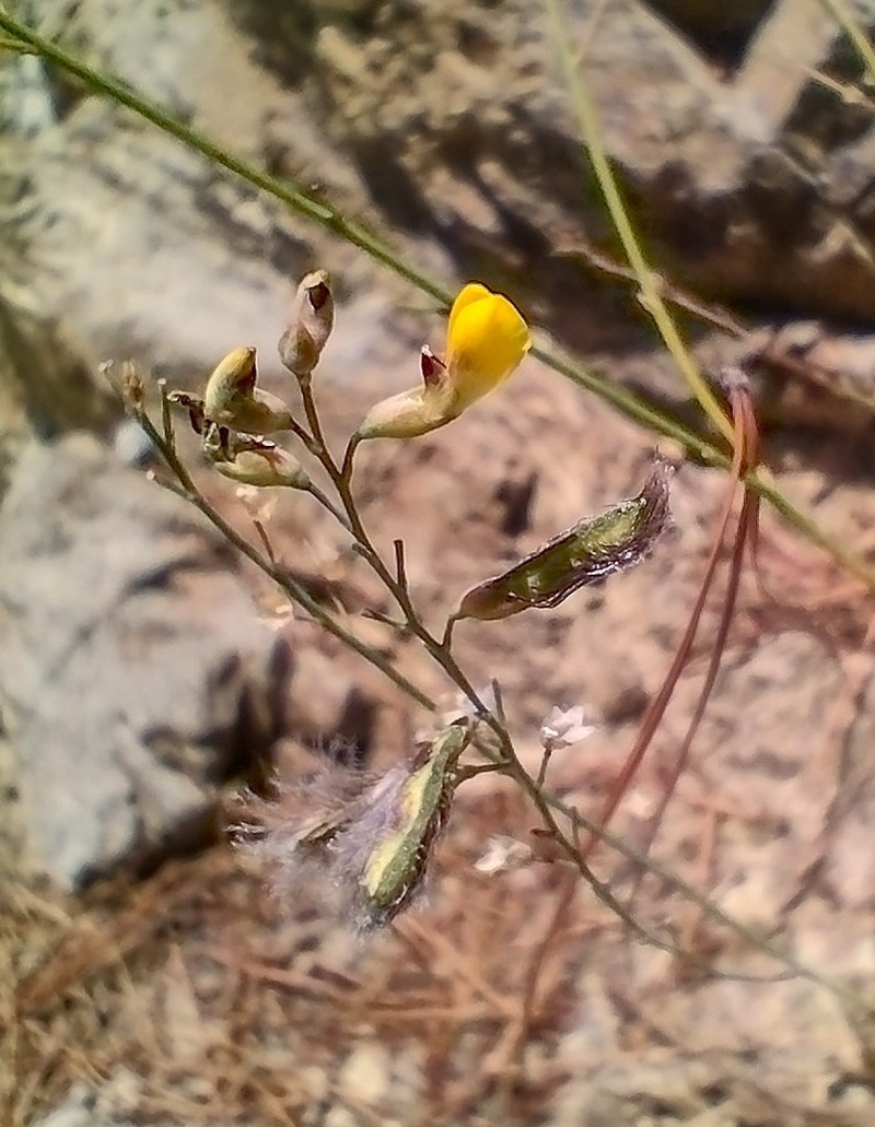 Adesmia brachysemeon photo 3