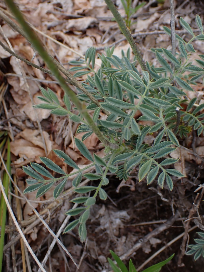 Adesmia brachysemeon photo 6