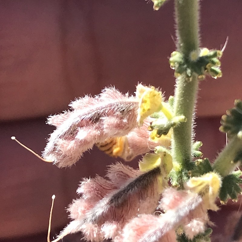 Adesmia bracteata