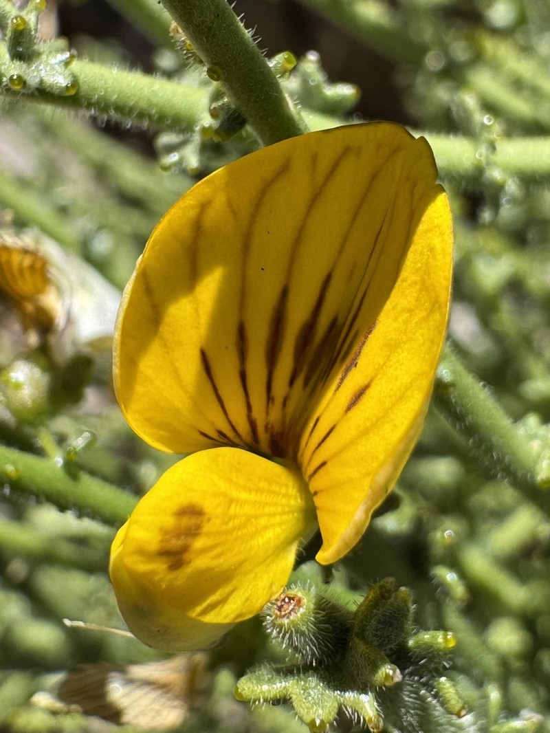 Adesmia bracteata photo 2