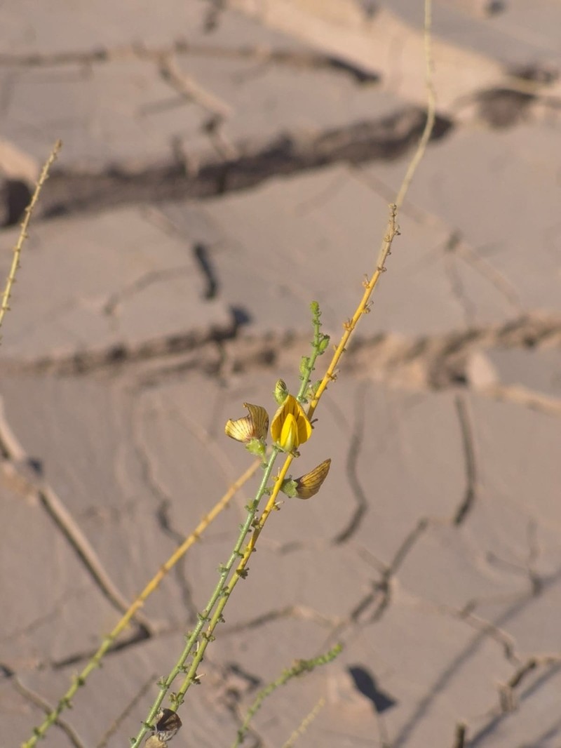 Adesmia bracteata photo 3