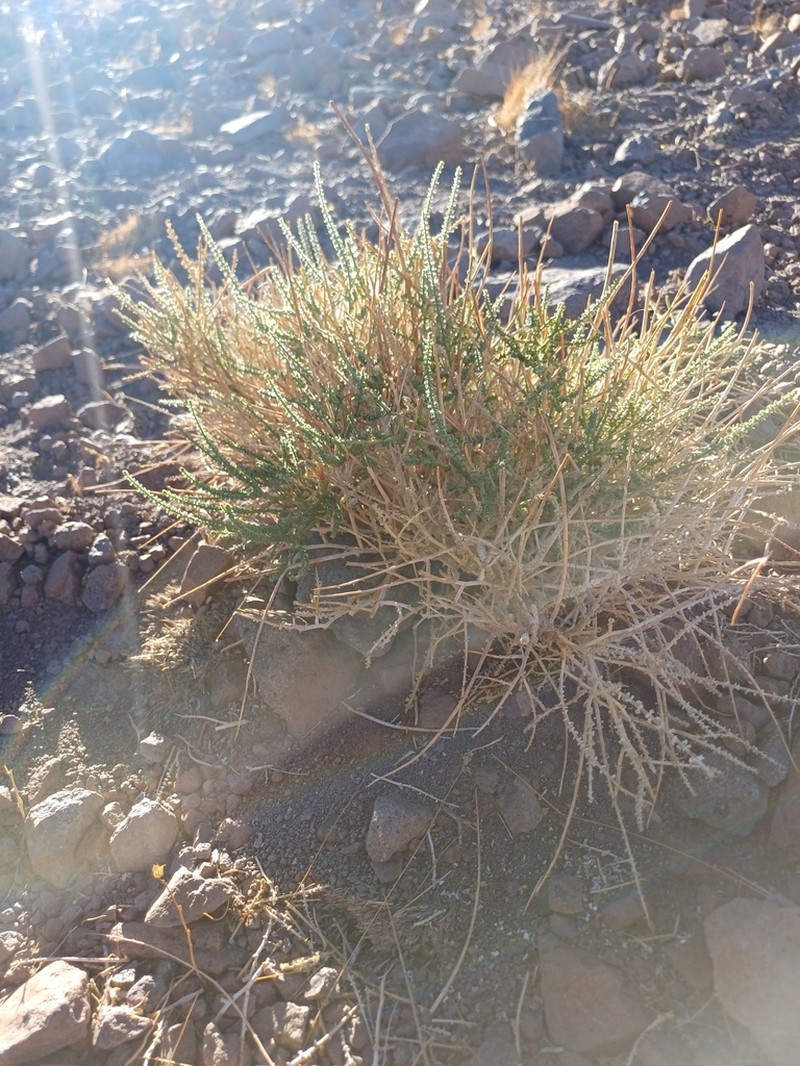 Adesmia bracteata photo 4