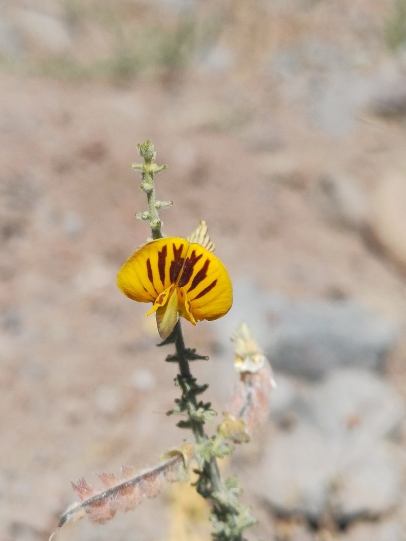 Adesmia bracteata photo 5