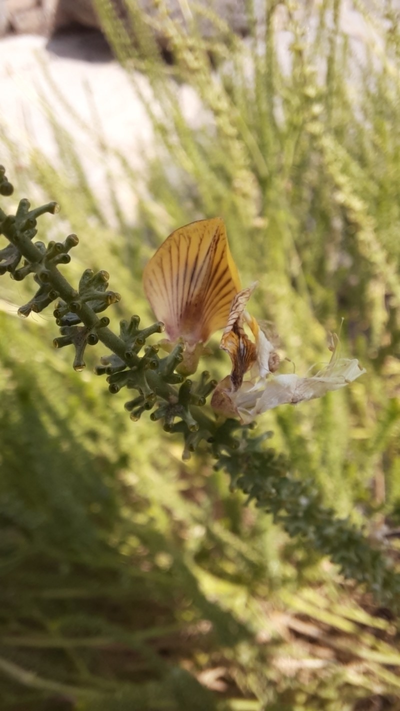 Adesmia bracteata photo 6