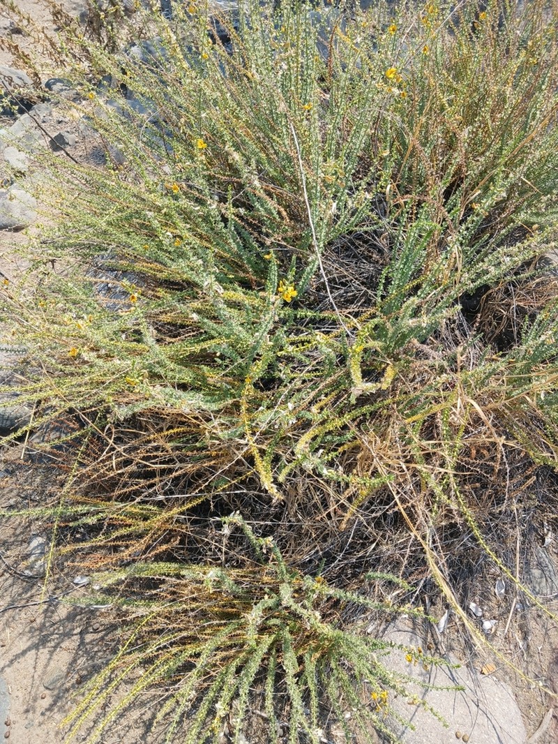 Adesmia bracteata photo 7