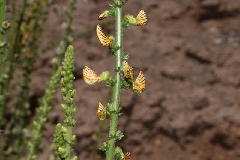 Adesmia bracteata photo 8