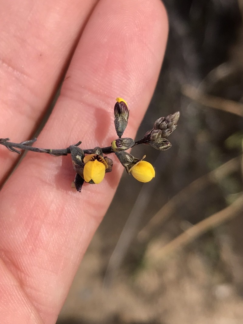 Adesmia brevivexillata