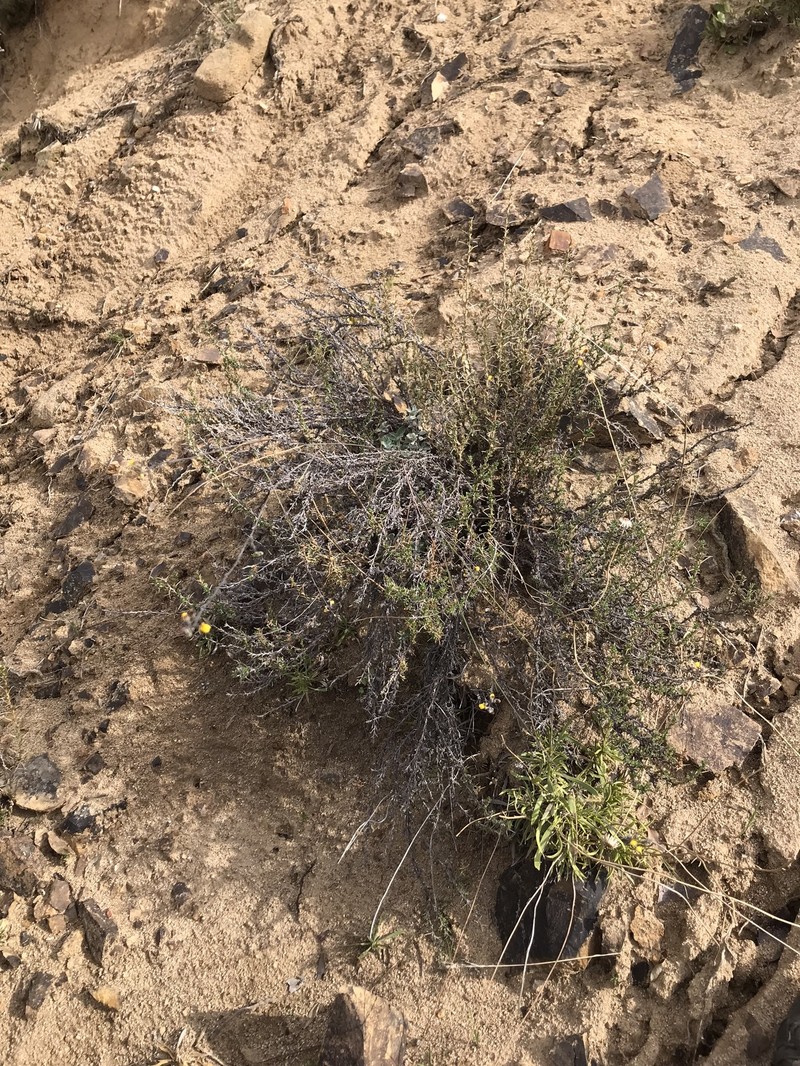 Adesmia brevivexillata photo 2