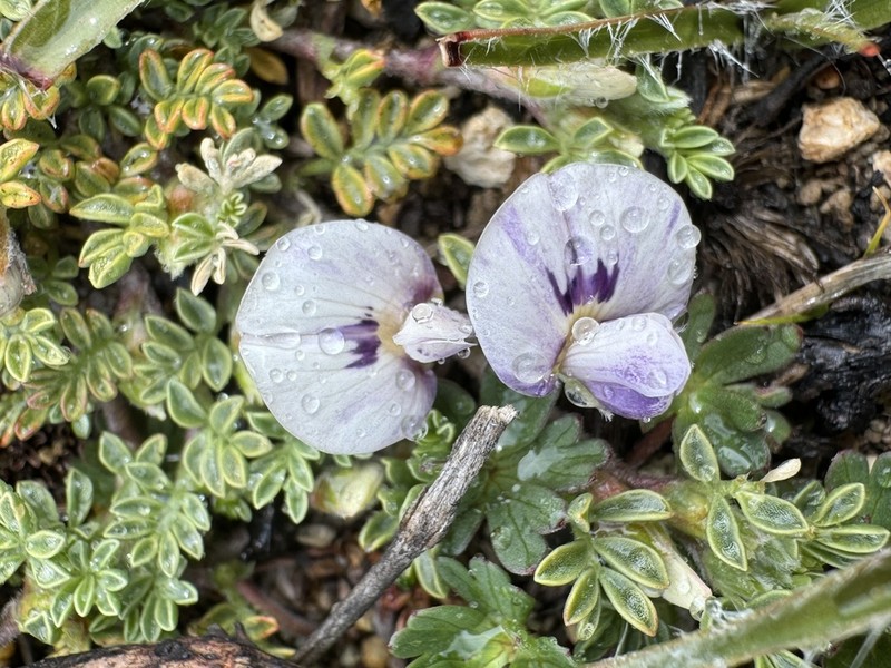 Adesmia burkartii