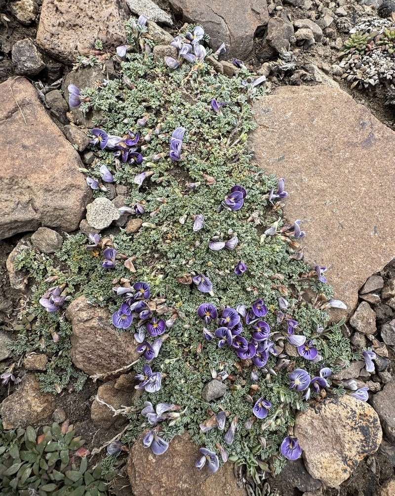 Adesmia burkartii photo 2