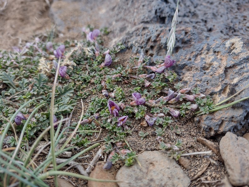 Adesmia burkartii photo 6
