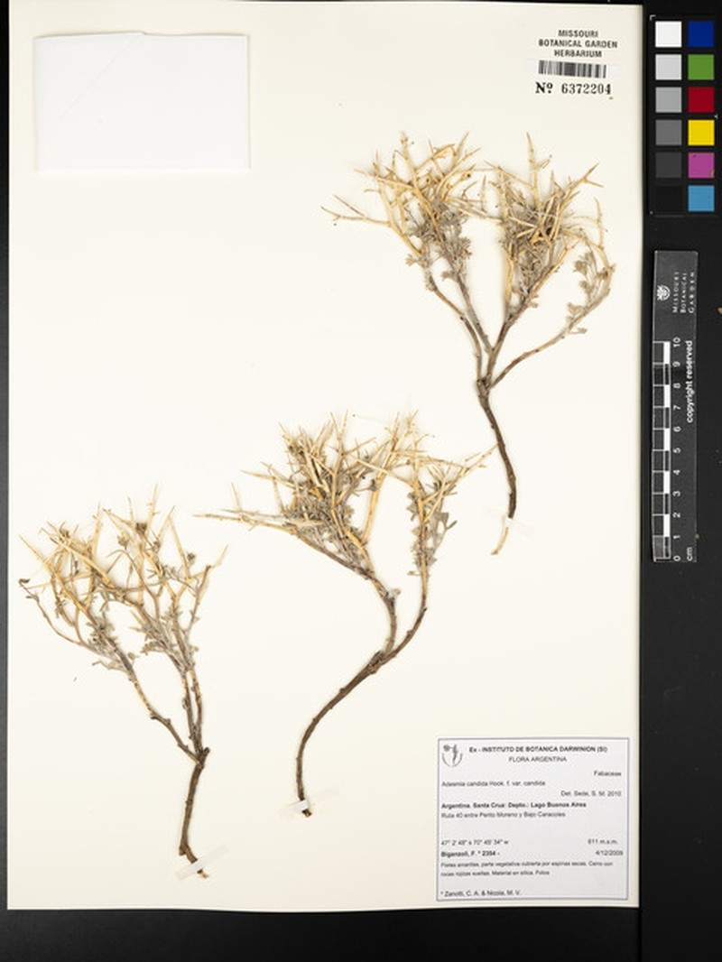 Adesmia candida var. candida