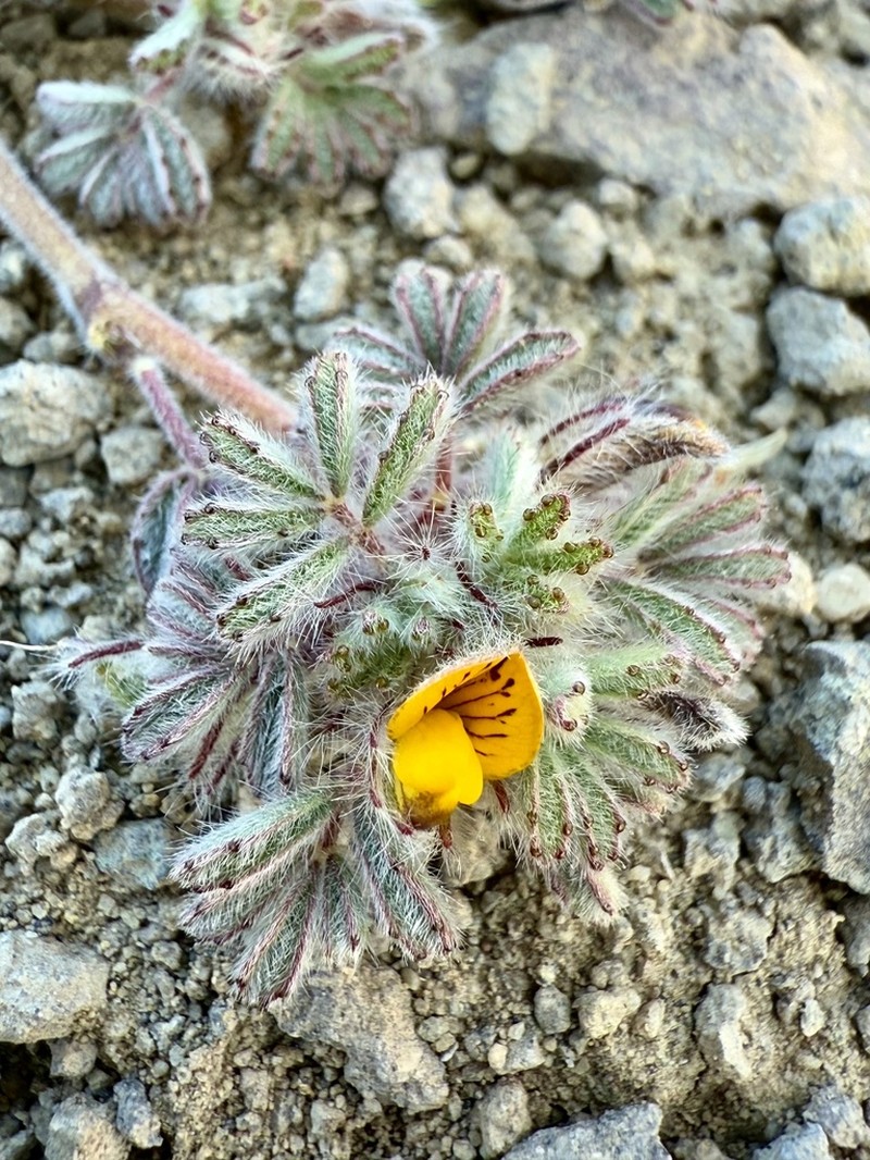 Adesmia capitellata