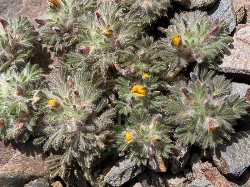 Adesmia capitellata photo 2