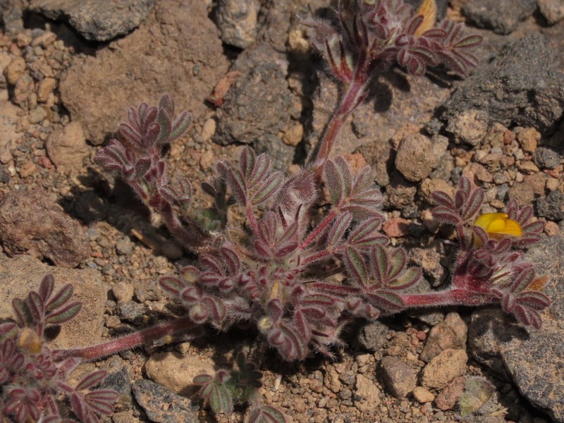 Adesmia capitellata photo 3