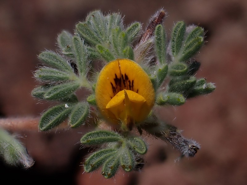 Adesmia capitellata photo 4