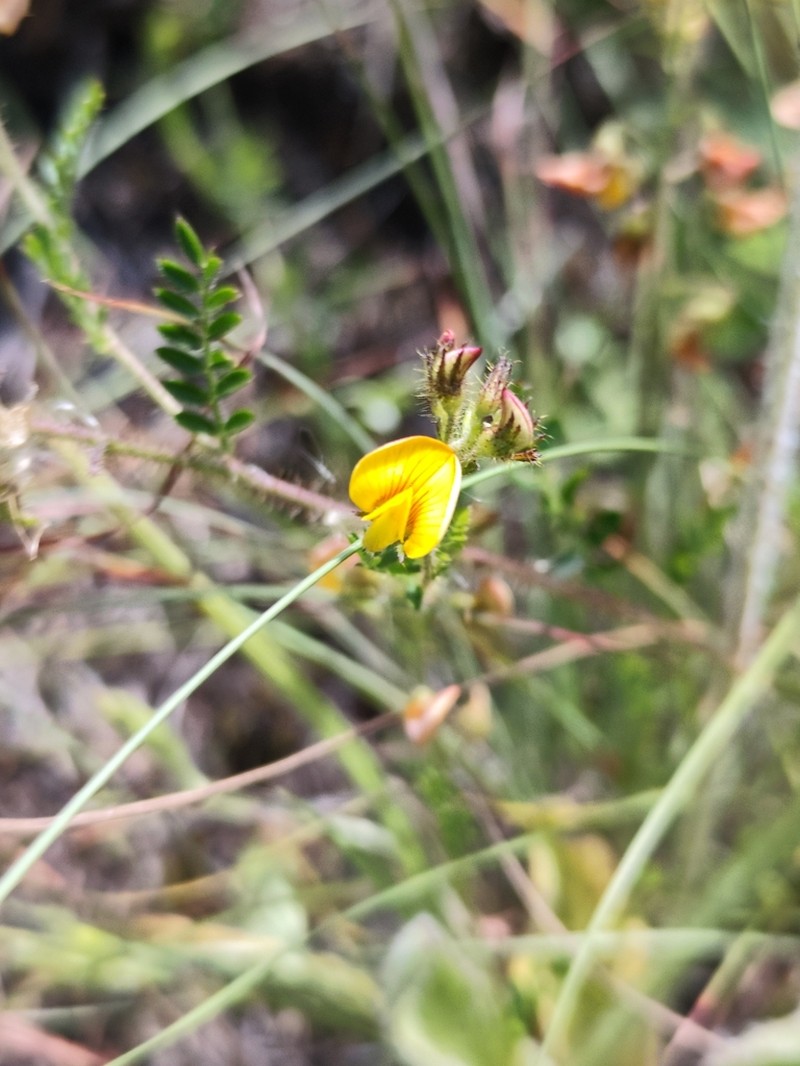 Adesmia ciliata