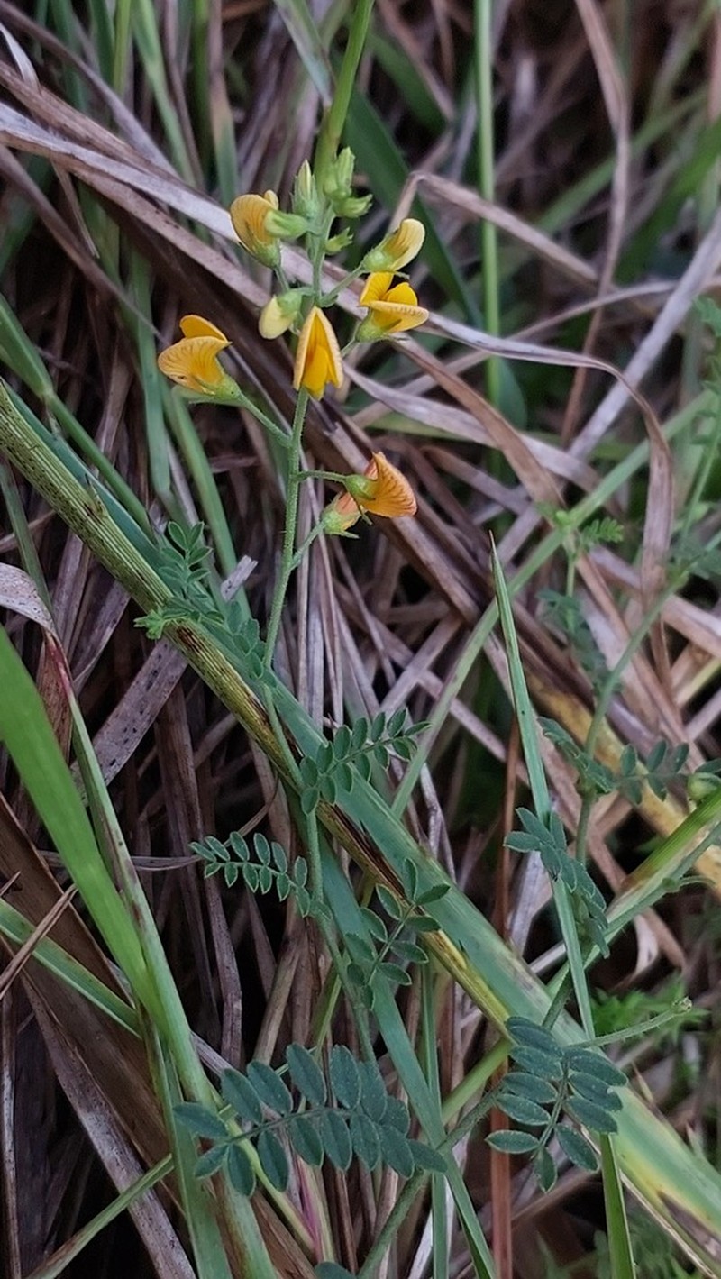 Adesmia ciliata photo 2