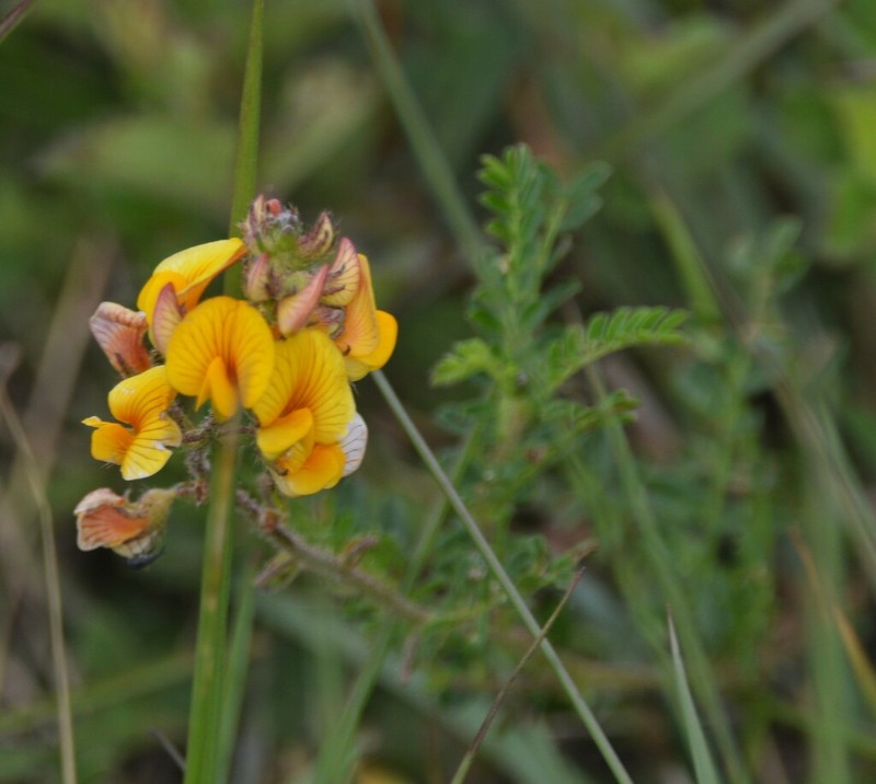 Adesmia ciliata photo 4