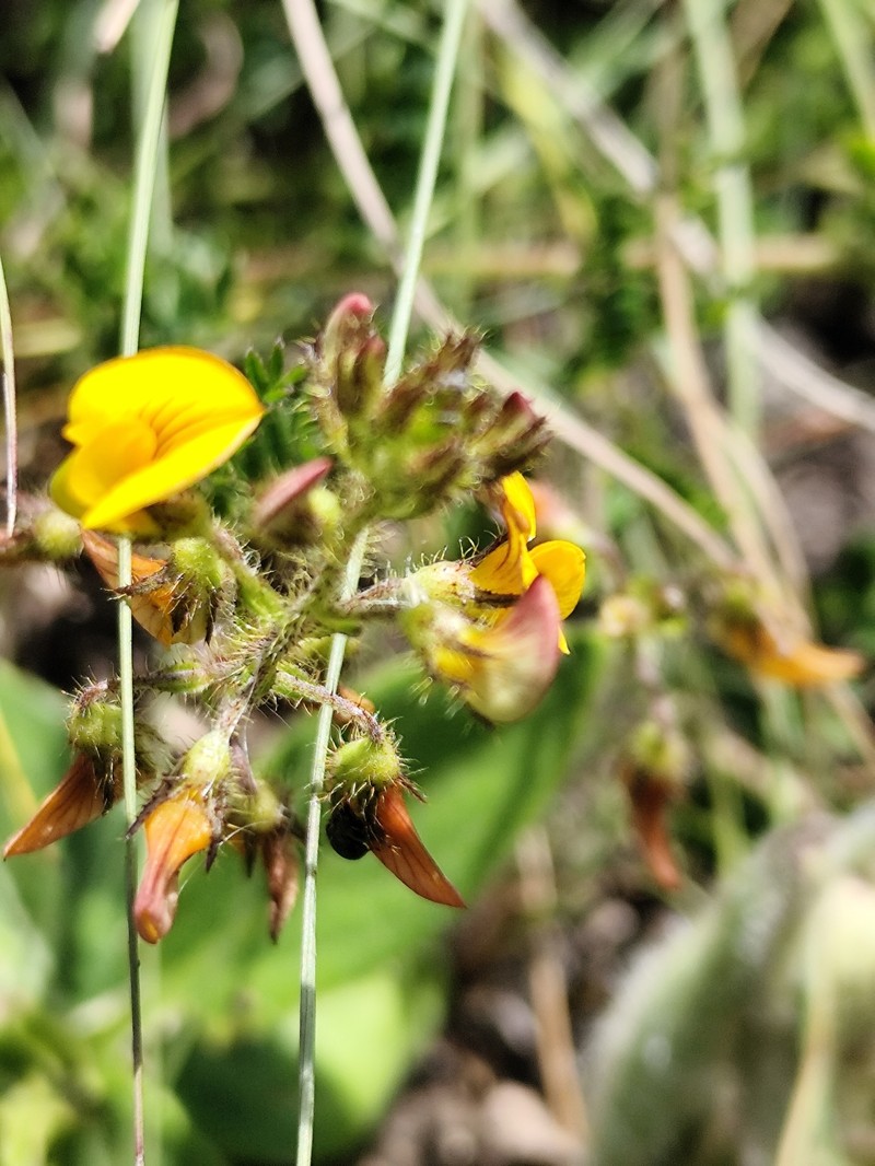 Adesmia ciliata photo 6