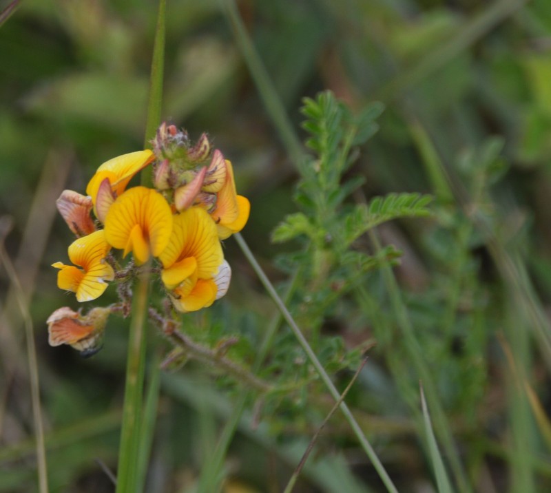 Adesmia ciliata photo 7