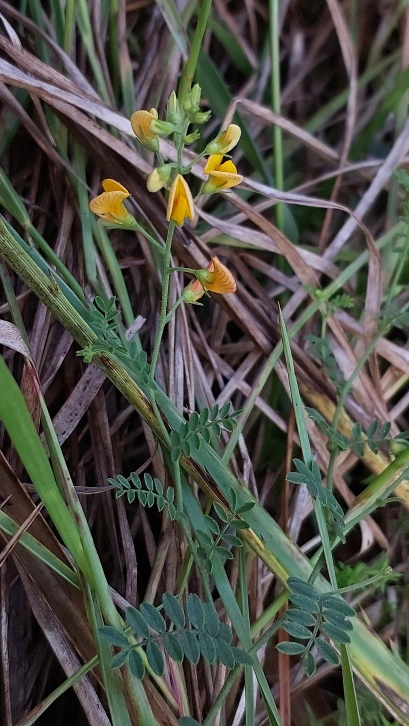 Adesmia ciliata photo 8