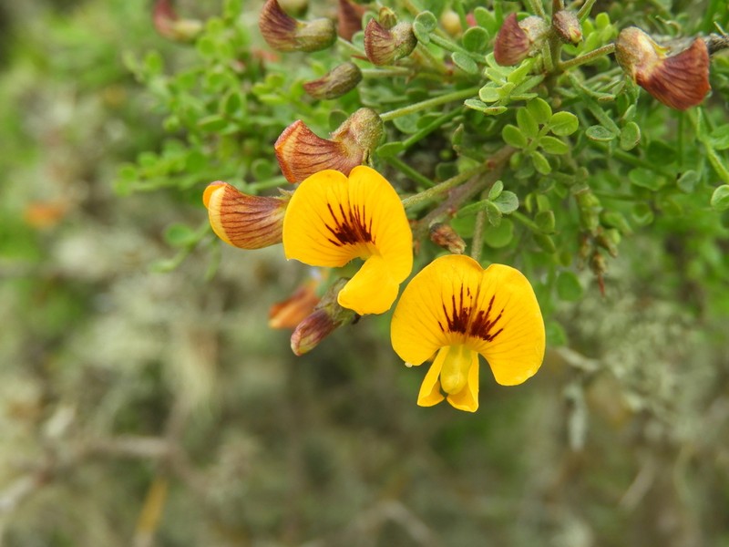 Adesmia confusa photo 6