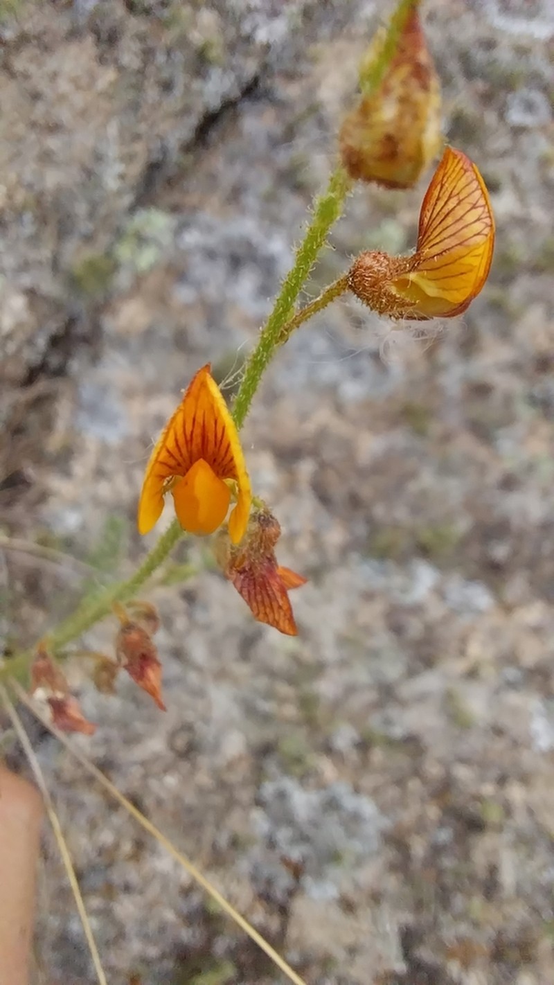Adesmia cordobensis