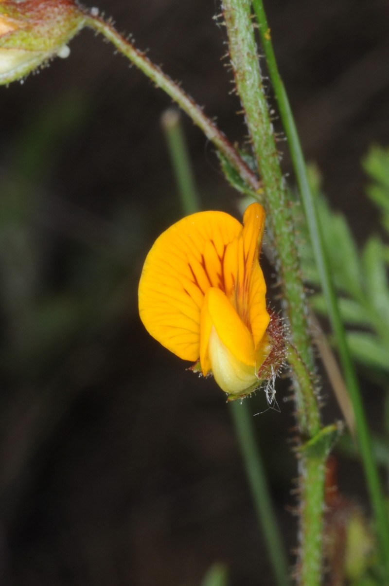 Adesmia cordobensis photo 2