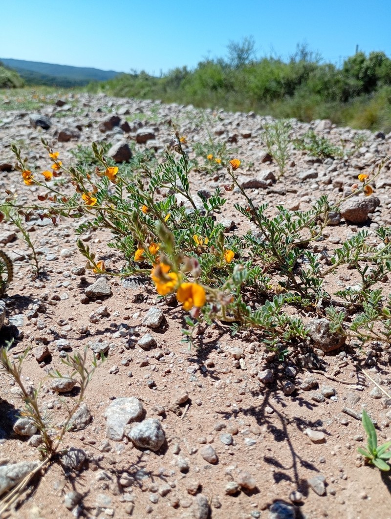 Adesmia cordobensis photo 3