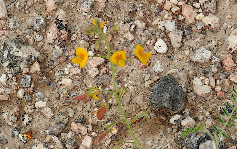 Adesmia cordobensis photo 4