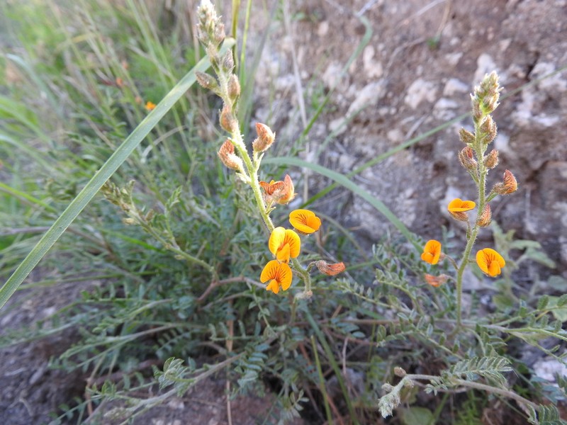 Adesmia cordobensis photo 5