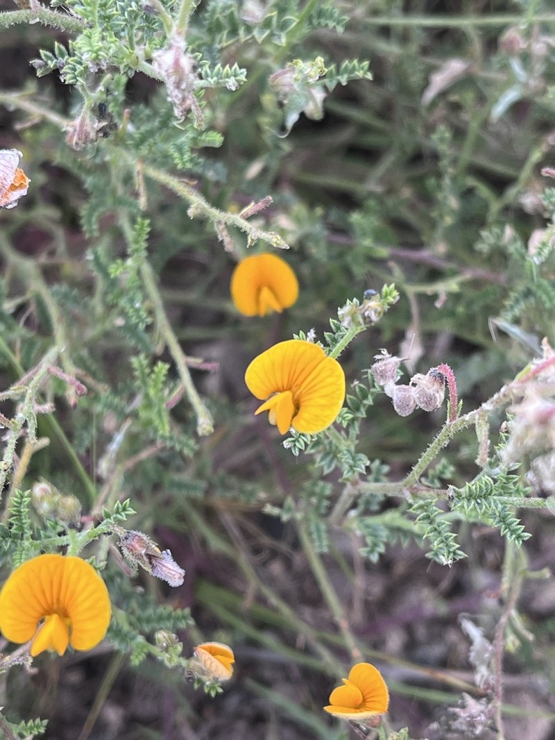Adesmia cordobensis photo 6